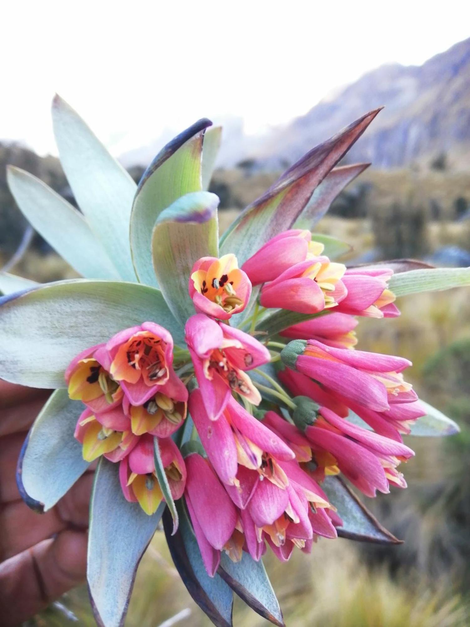 Amazing Huaraz B&B 외부 사진