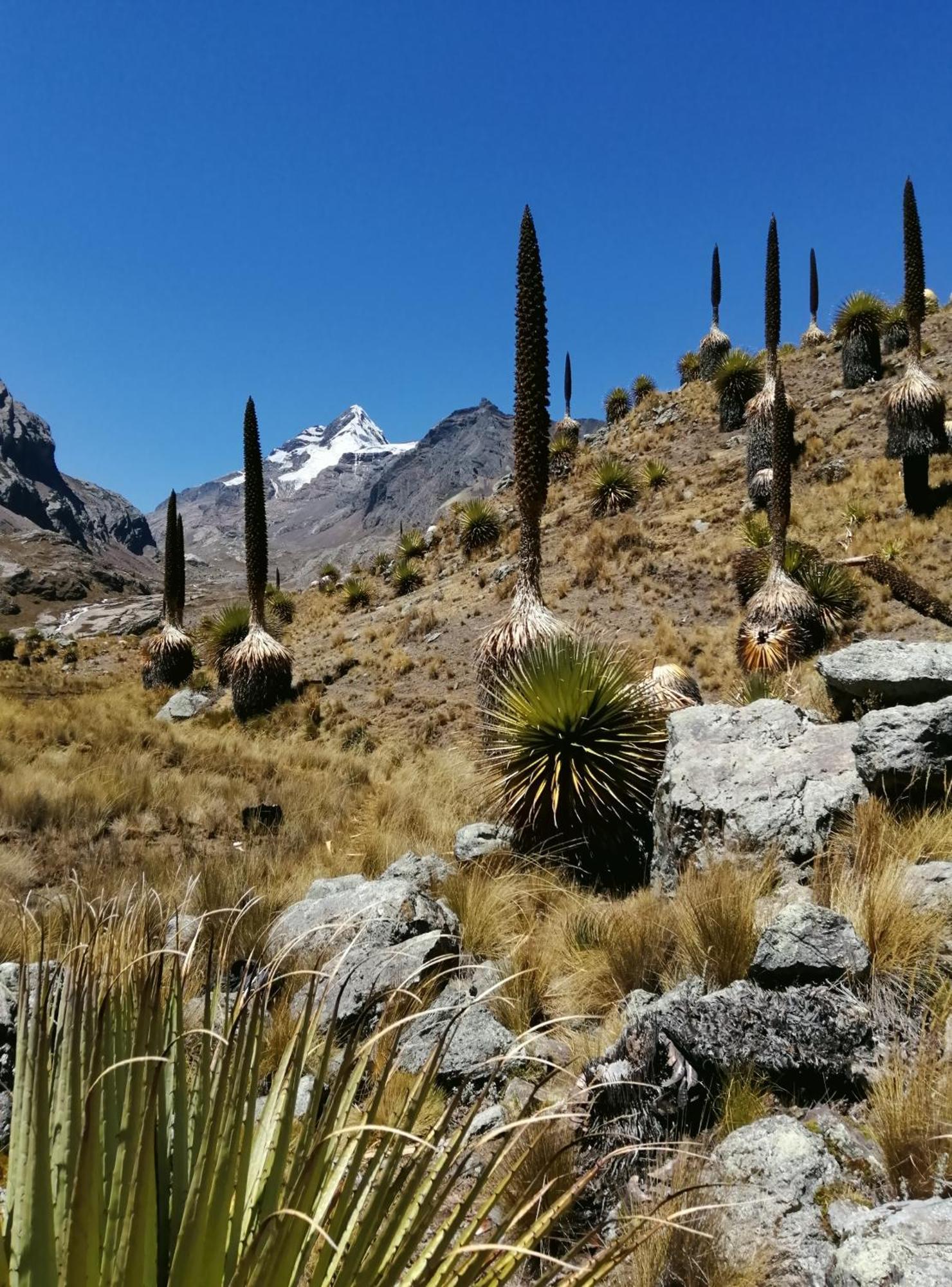 Amazing Huaraz B&B 외부 사진
